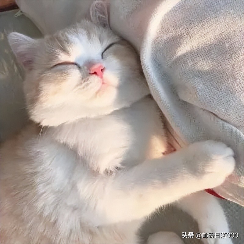 猫主动爬你身上说明了什么（猫喜欢靠近有灵气的人）