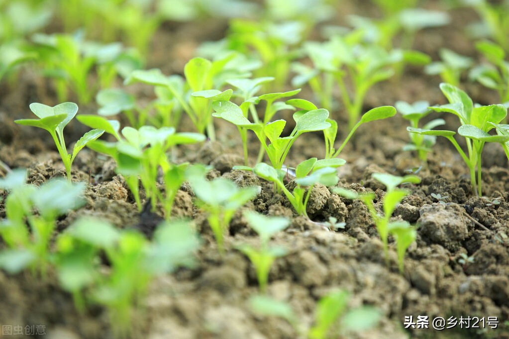 空心菜种子什么时候播种最好（空心菜种植时间和方法）