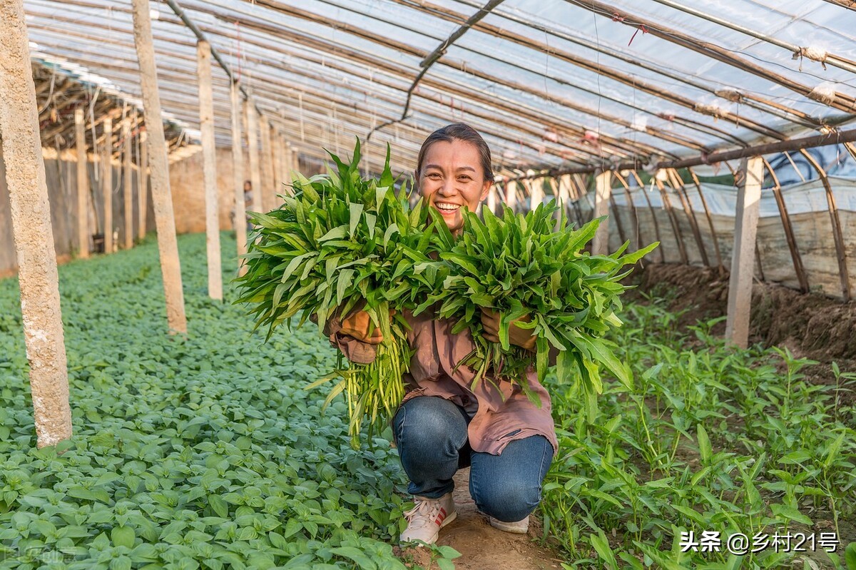 空心菜种子什么时候播种最好（空心菜种植时间和方法）