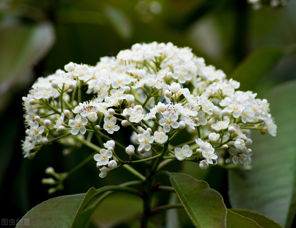 石楠花为什么叫最污花 (石楠花为什么是精子味)