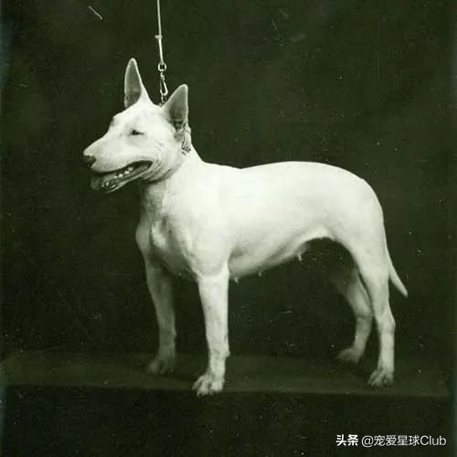 牛头梗犬类(牛头梗犬图片)