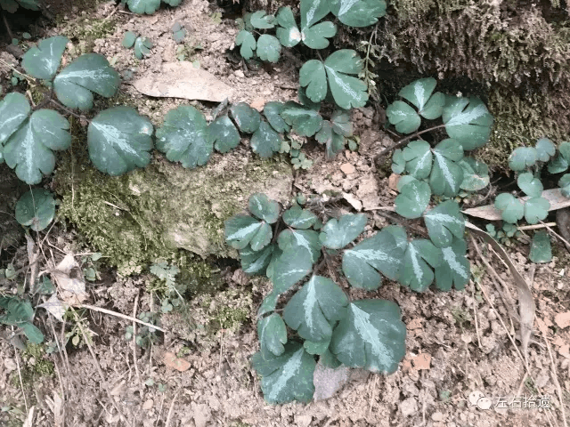 千年耗子屎种子的简单介绍