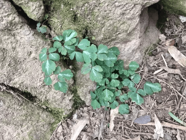 千年耗子屎种子的简单介绍