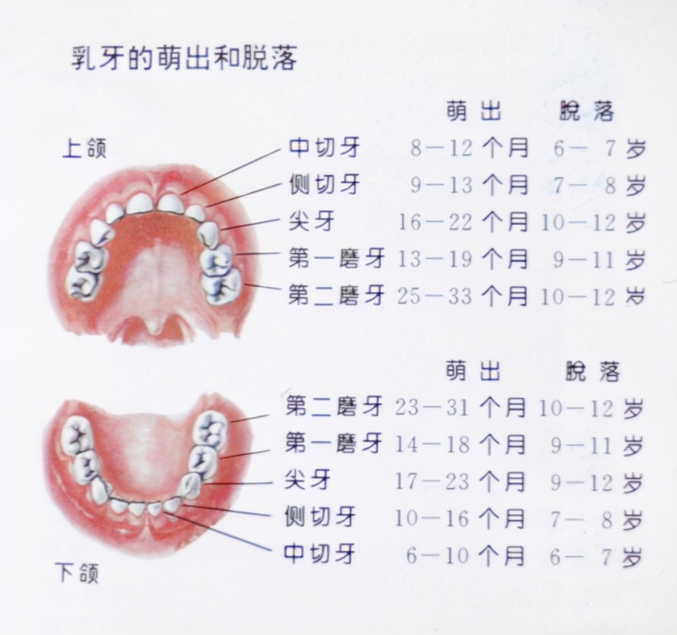 儿童换牙顺序图20颗（儿童牙齿更换顺序图）