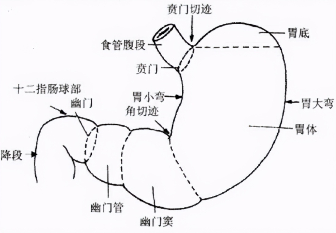 消化液有哪些 胃里的消化液有哪三种