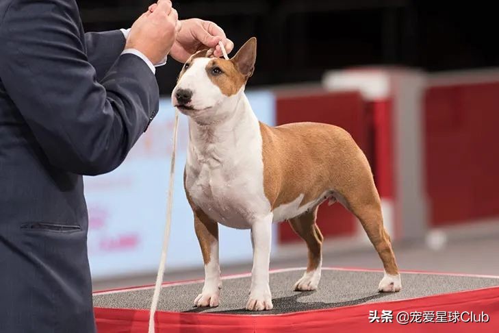 牛头梗犬类(牛头梗犬图片)