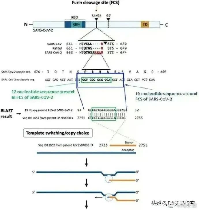 新冠病毒是人造的吗（美国为什么要搞新冠病毒）