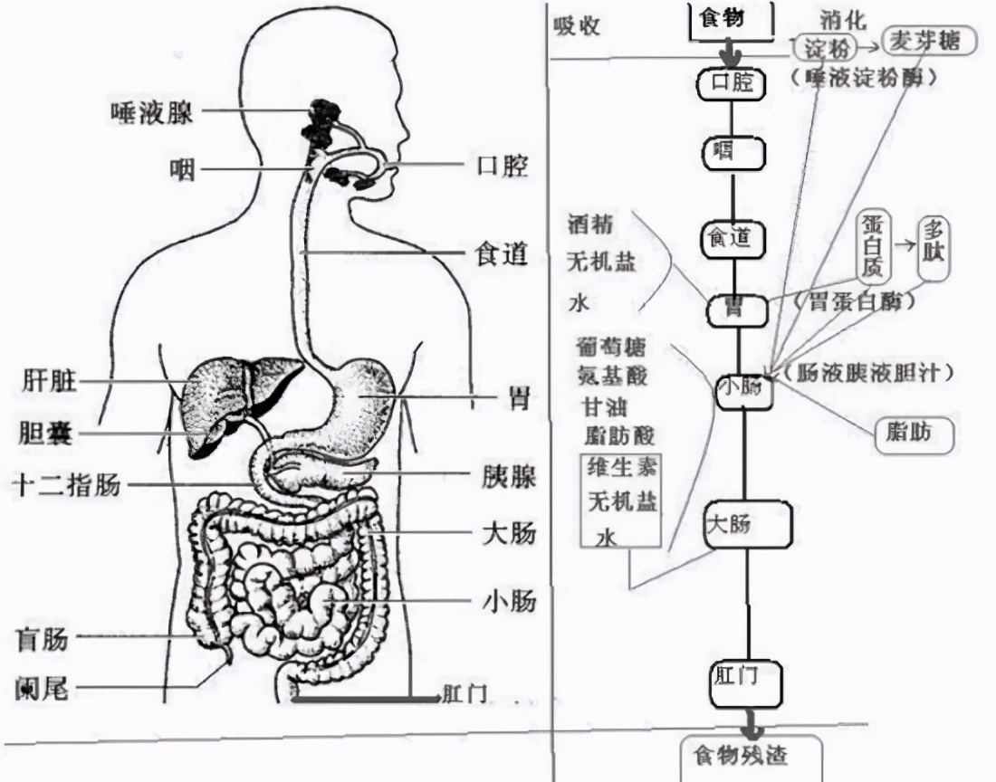 消化液有哪些 胃里的消化液有哪三种