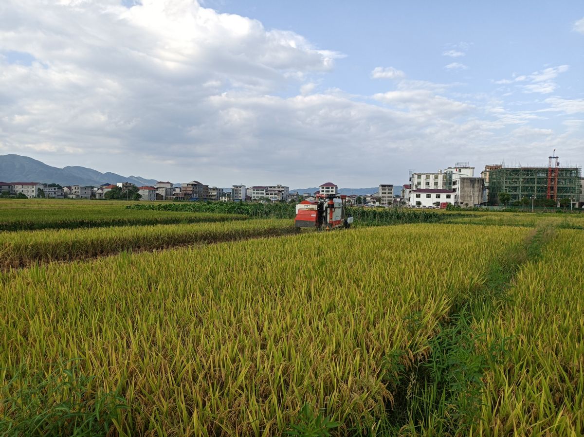 世界十大粮仓地区（世界十大粮食出口国排名）