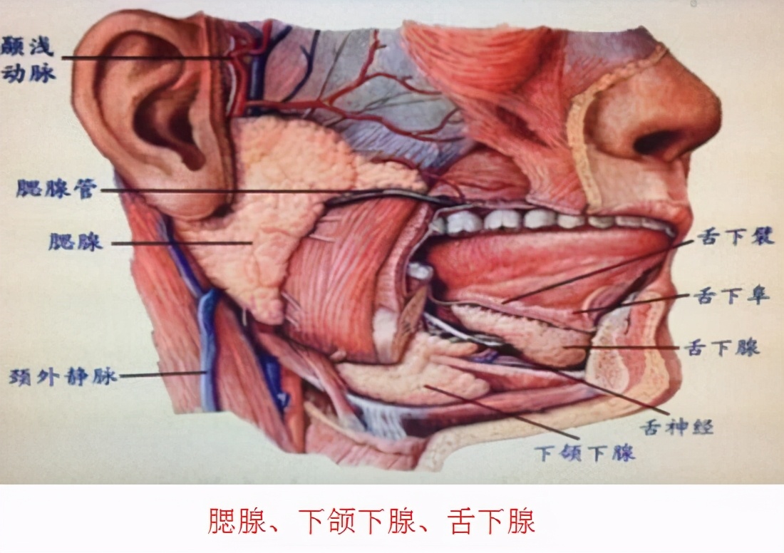 消化液有哪些 胃里的消化液有哪三种