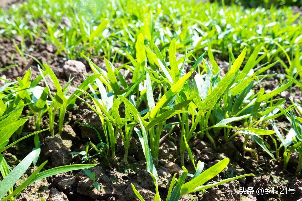 空心菜种子什么时候播种最好（空心菜种植时间和方法）