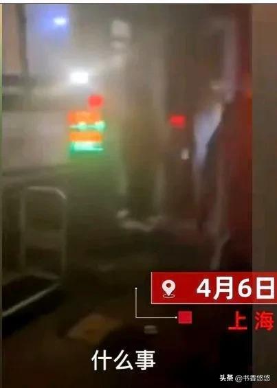 上海一柯基被打死（上海被打死柯基主人发声）