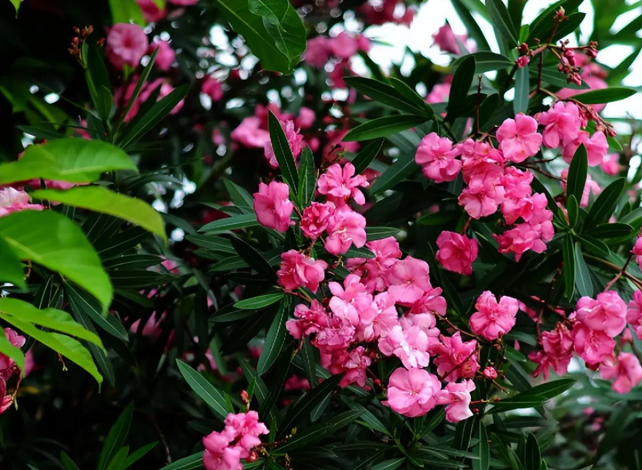 室内最香的花排名第一名（十大最香的花）