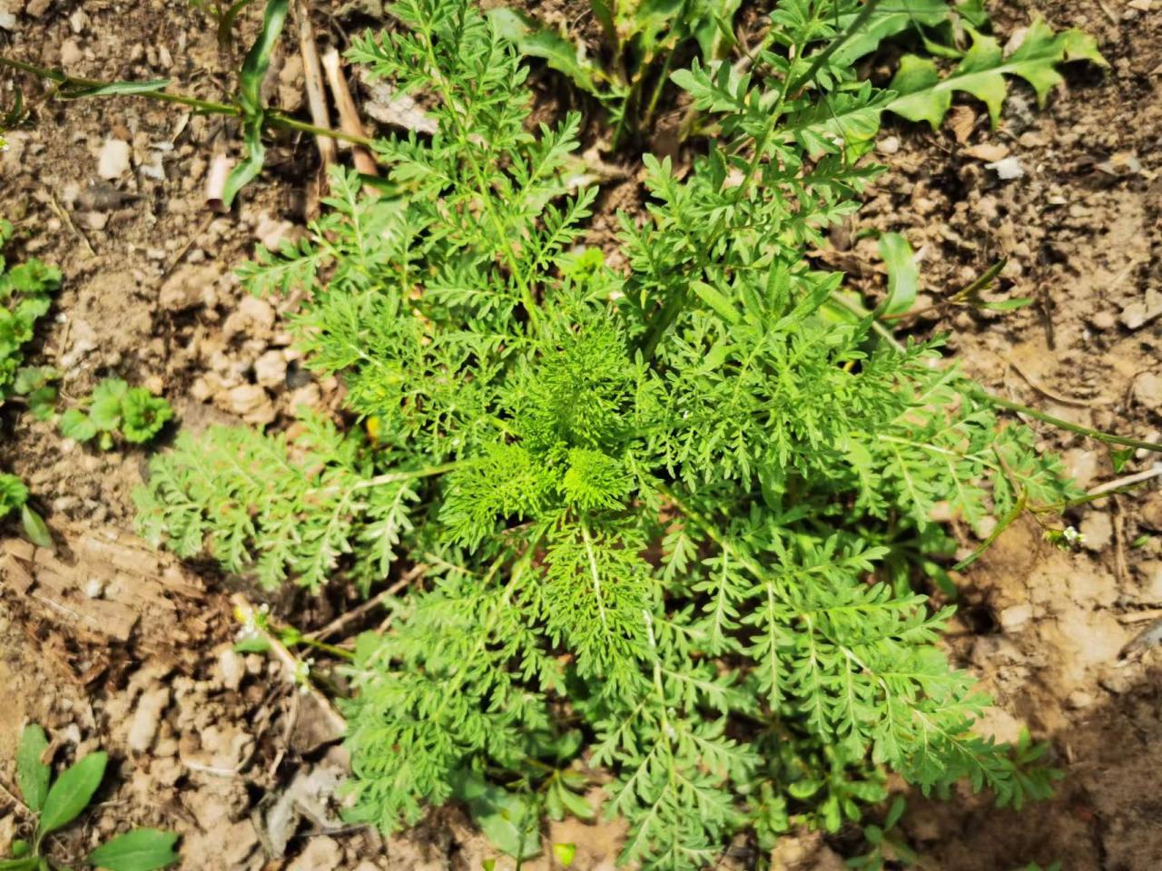 宿迁的花为什么不能买（宿迁的花苗名声为什么这么差）