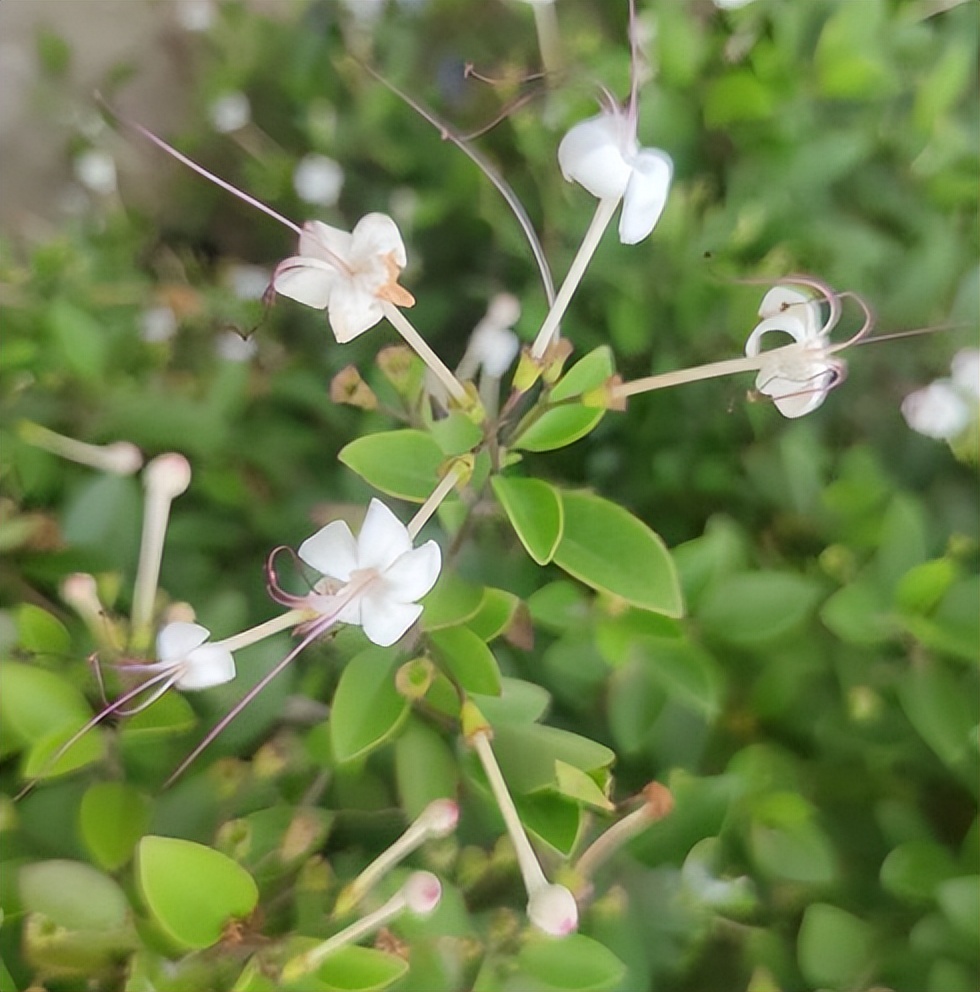 室内最香的花排名第一名（十大最香的花）