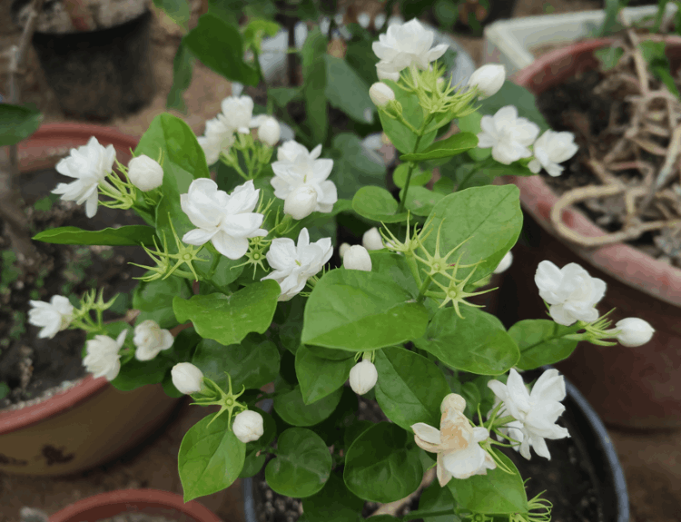 室内最香的花排名第一名（十大最香的花）