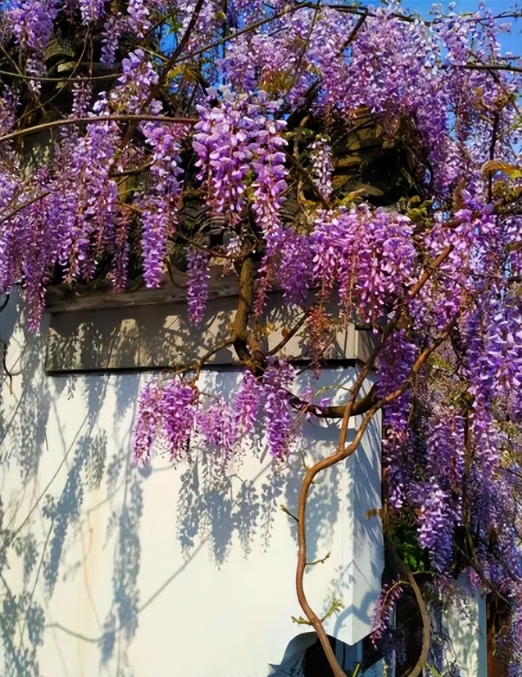 十大最香的花排名（十大公认最好闻的花香）