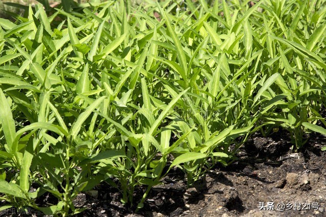 空心菜种子什么时候播种最好（空心菜种植时间和方法）