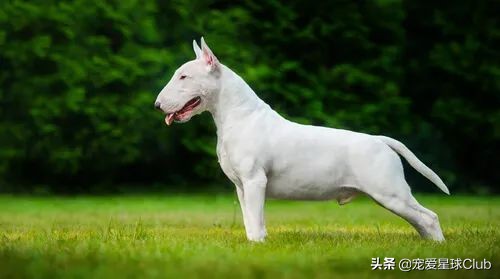 牛头梗犬类(牛头梗犬图片)