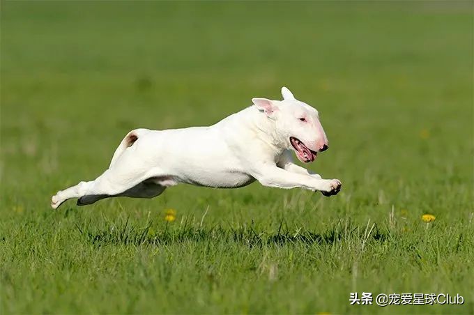 牛头梗犬类(牛头梗犬图片)