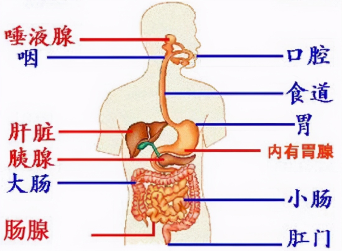 消化液有哪些 胃里的消化液有哪三种