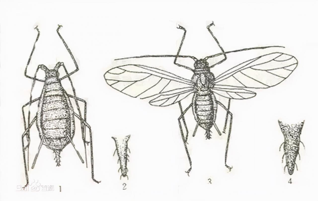 蚜虫图片大全(各种蚜虫图片)