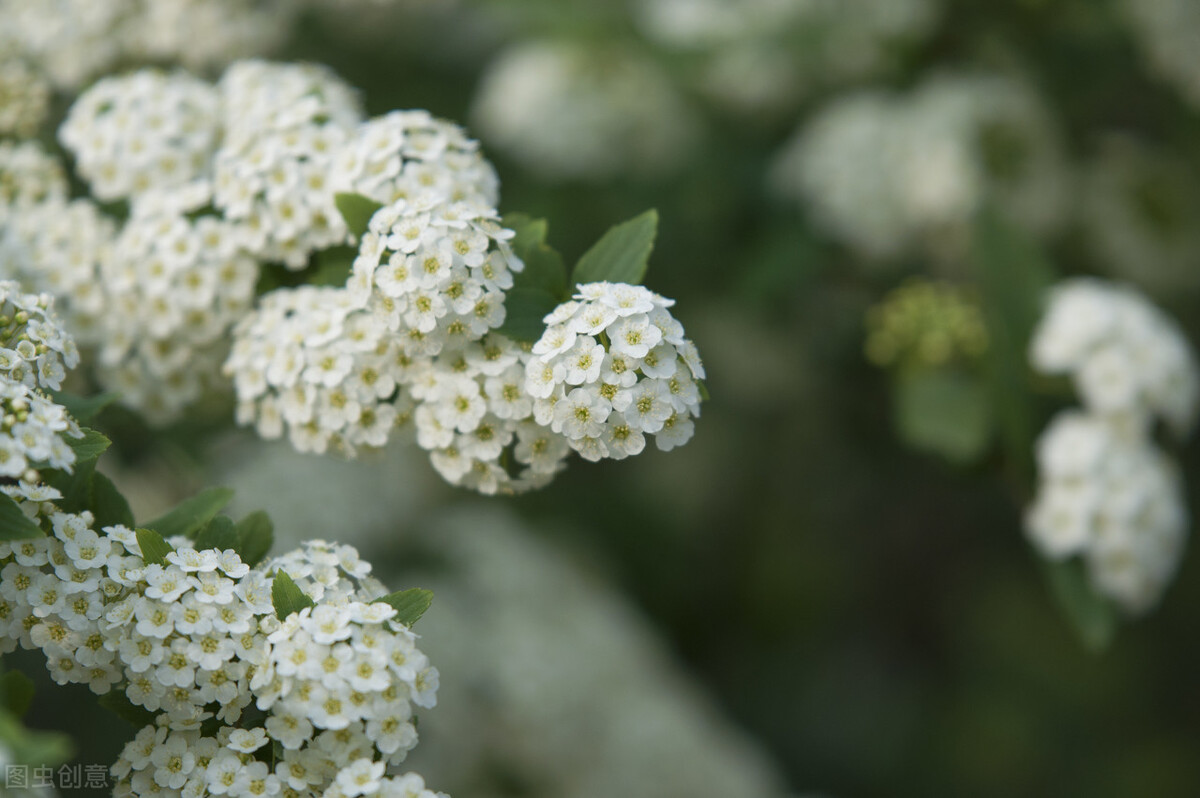 石楠花为什么叫最污花 (石楠花为什么是精子味)