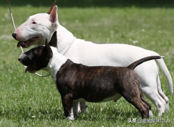 牛头梗犬类(牛头梗犬图片)