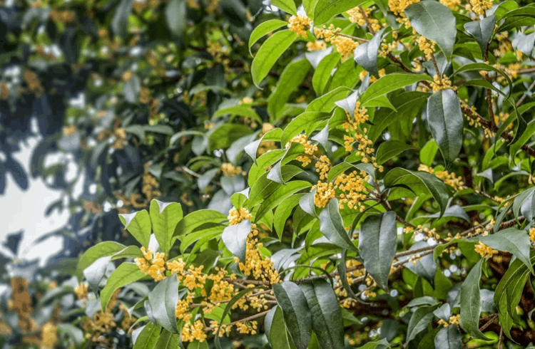 十大最香的花排名（十大公认最好闻的花香）