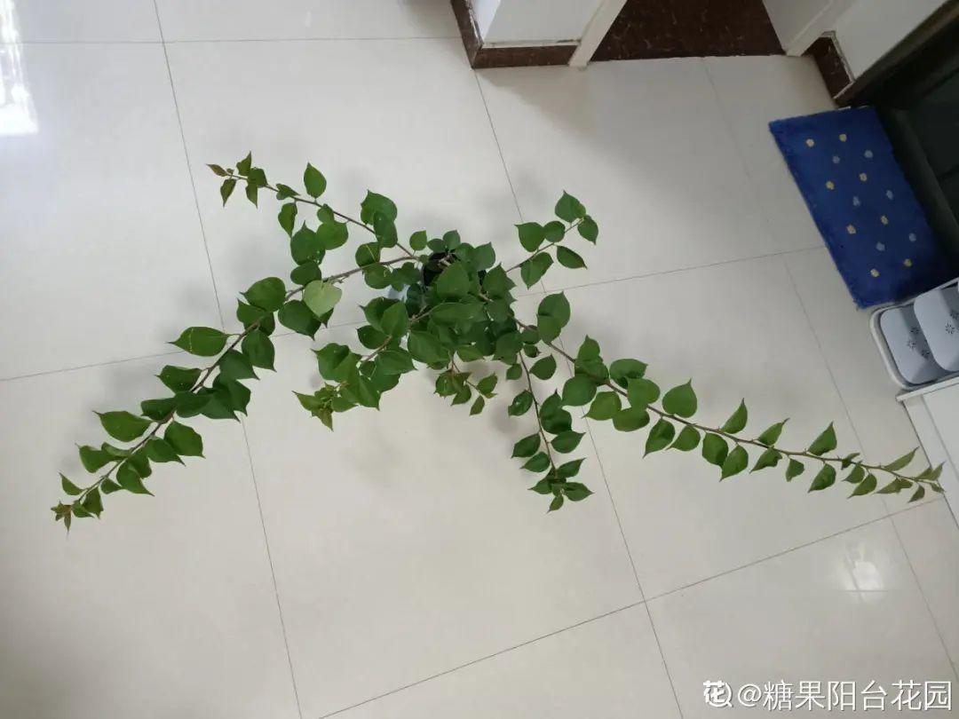 三角梅为什么不开花 (三角梅老桩为啥不开花)