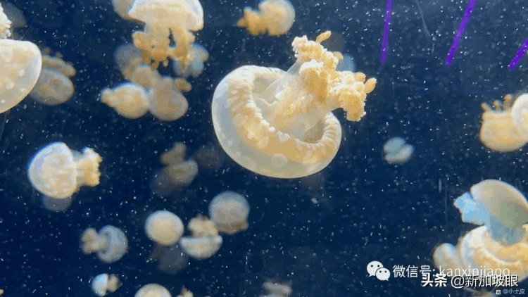 中国最大的海洋馆在哪个地方（最大值得去的海洋馆排名）