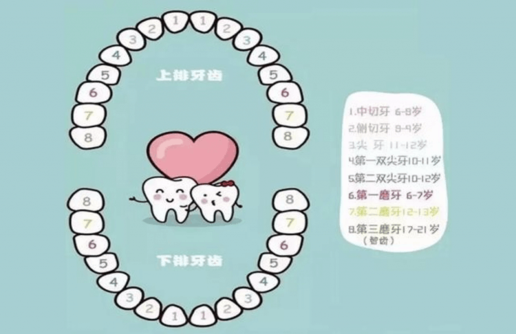 儿童换牙顺序图20颗（儿童牙齿更换顺序图）