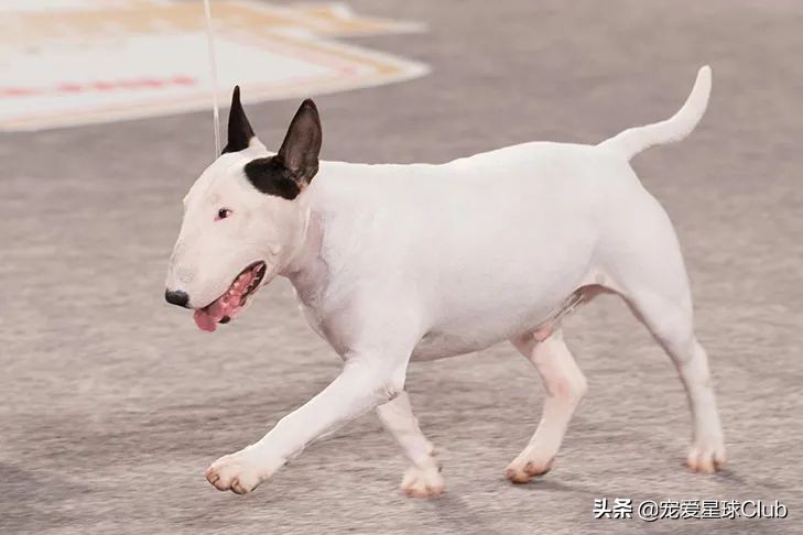 牛头梗犬类(牛头梗犬图片)