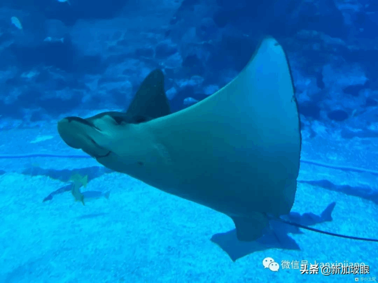 中国最大的海洋馆在哪个地方（最大值得去的海洋馆排名）