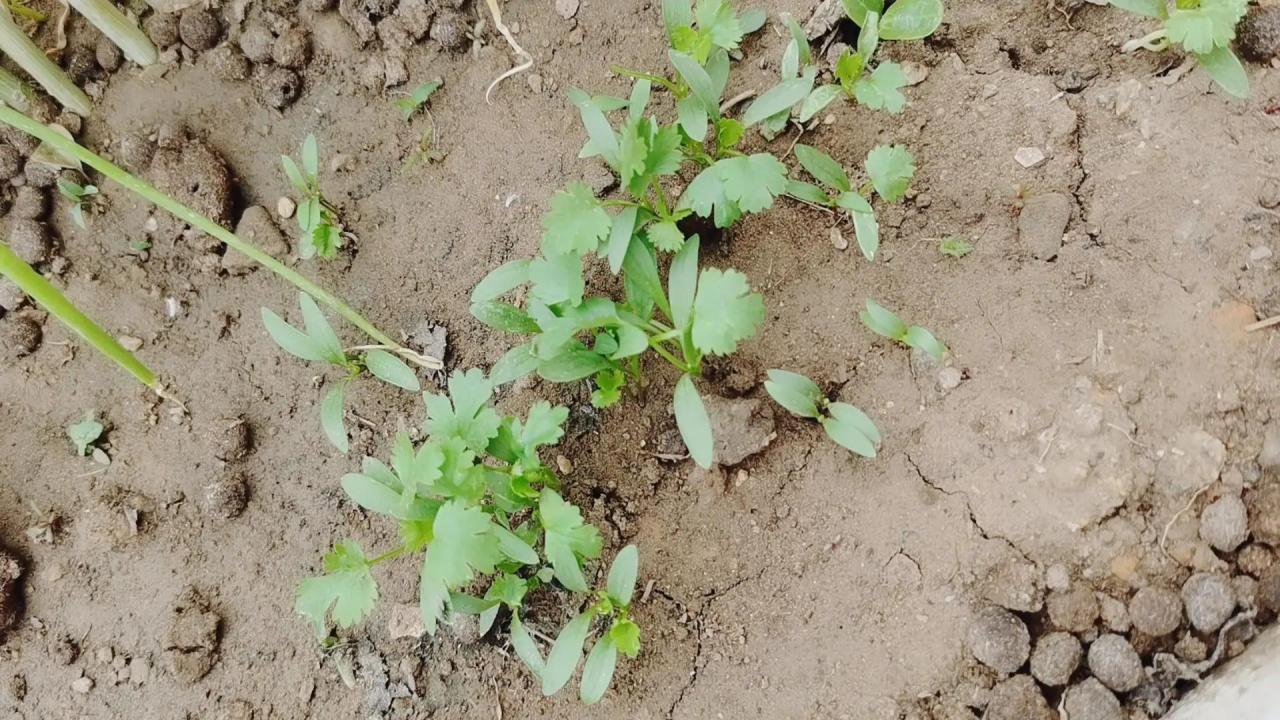 宿迁的花为什么不能买（宿迁的花苗名声为什么这么差）