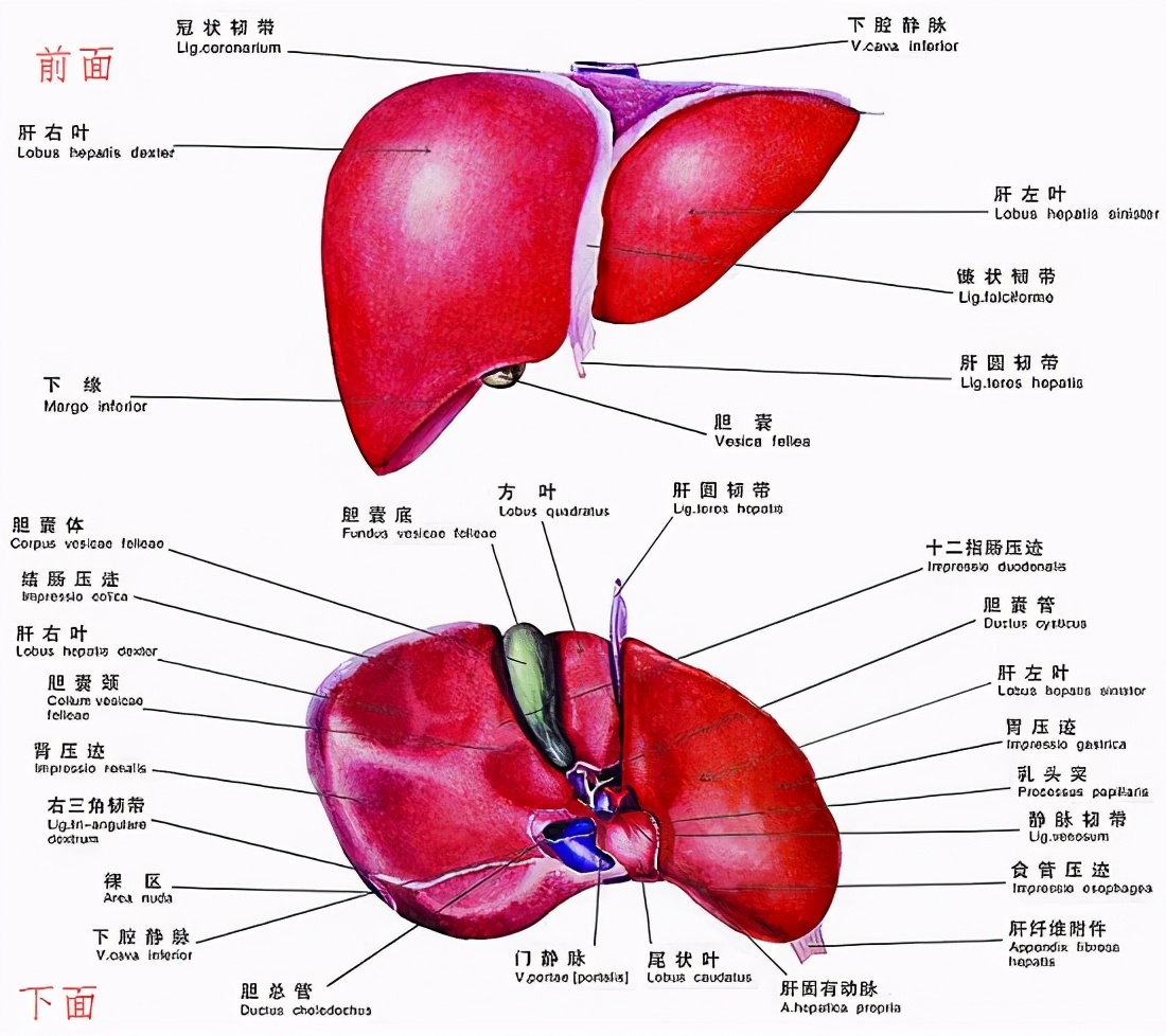 消化液有哪些 胃里的消化液有哪三种