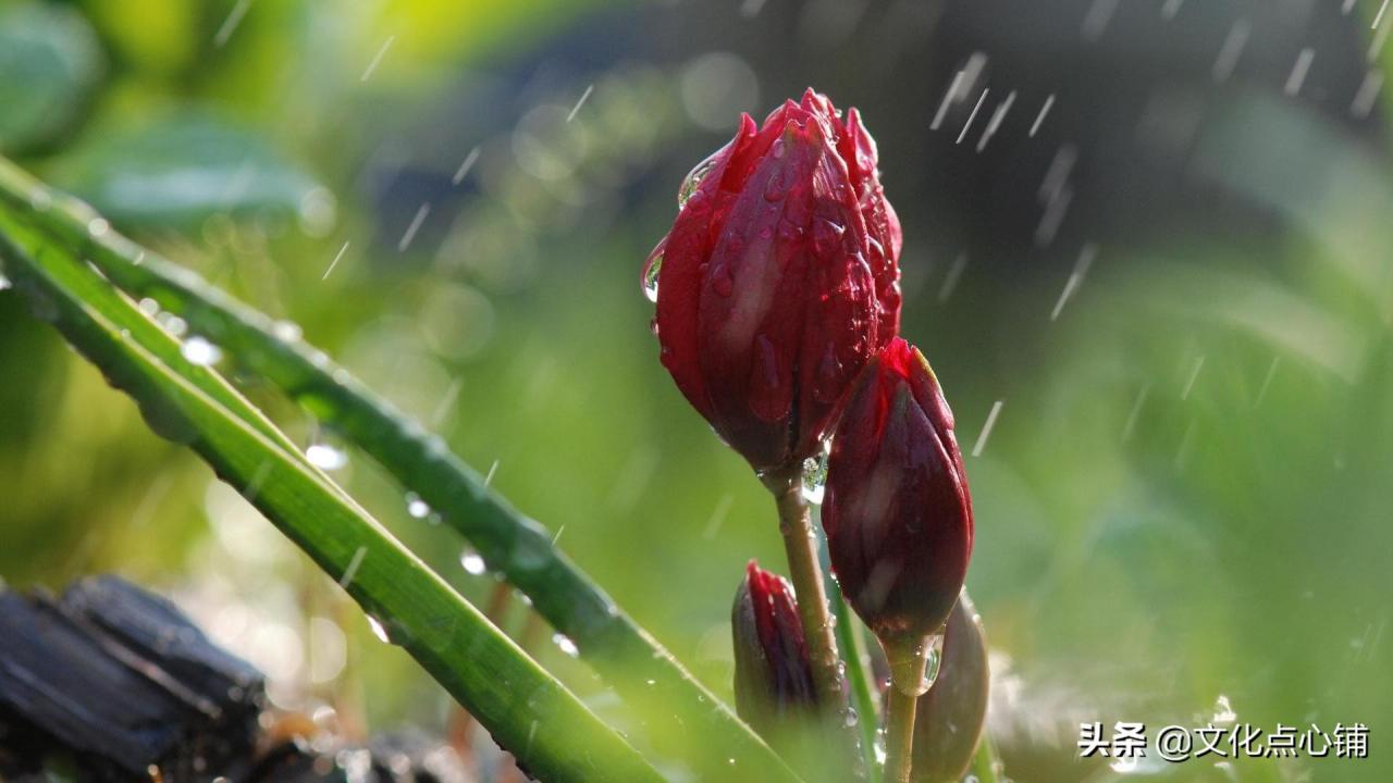 无奈朝来寒雨晚来风(满目山河空念远,落花风雨更伤春)