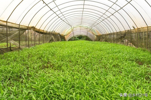 空心菜种子什么时候播种最好（空心菜种植时间和方法）