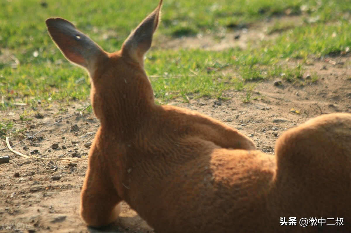 淦是什么意思梗出处(淦是什么意思梗出处法海)