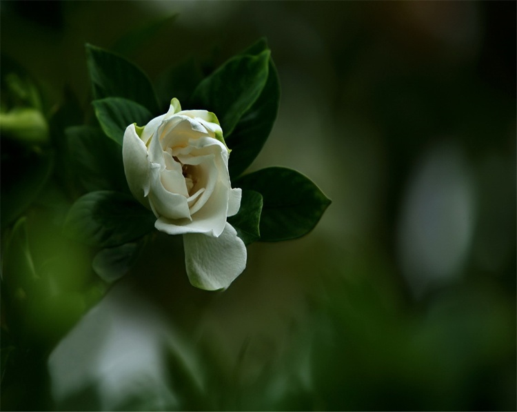 栀子花养在家中怎么样？栀子花种植在家中都有什么说法