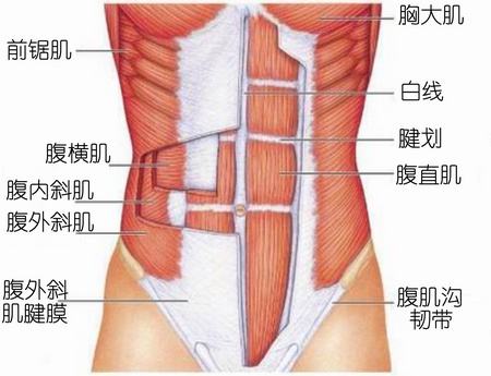 泛亚电竞腹肌下的根长什么样(腹肌下面的那个根凸起)(图1)