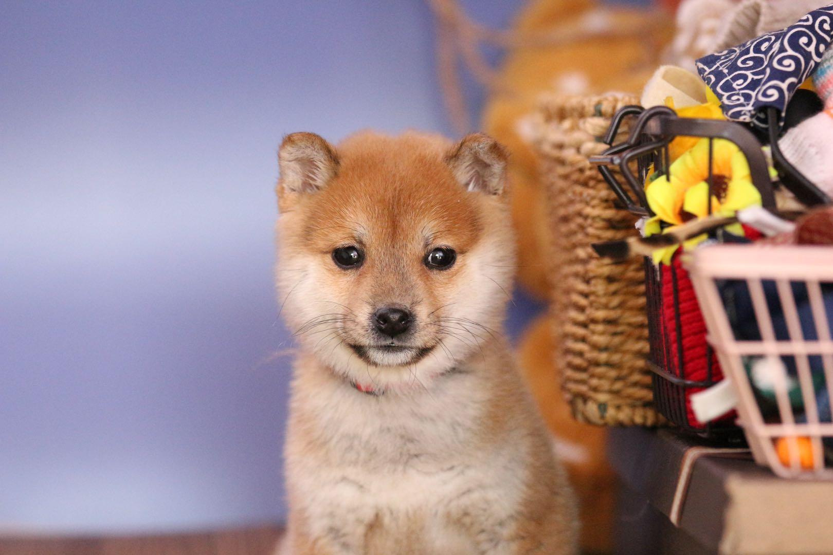 为什么犬类智商排行里没有柴犬