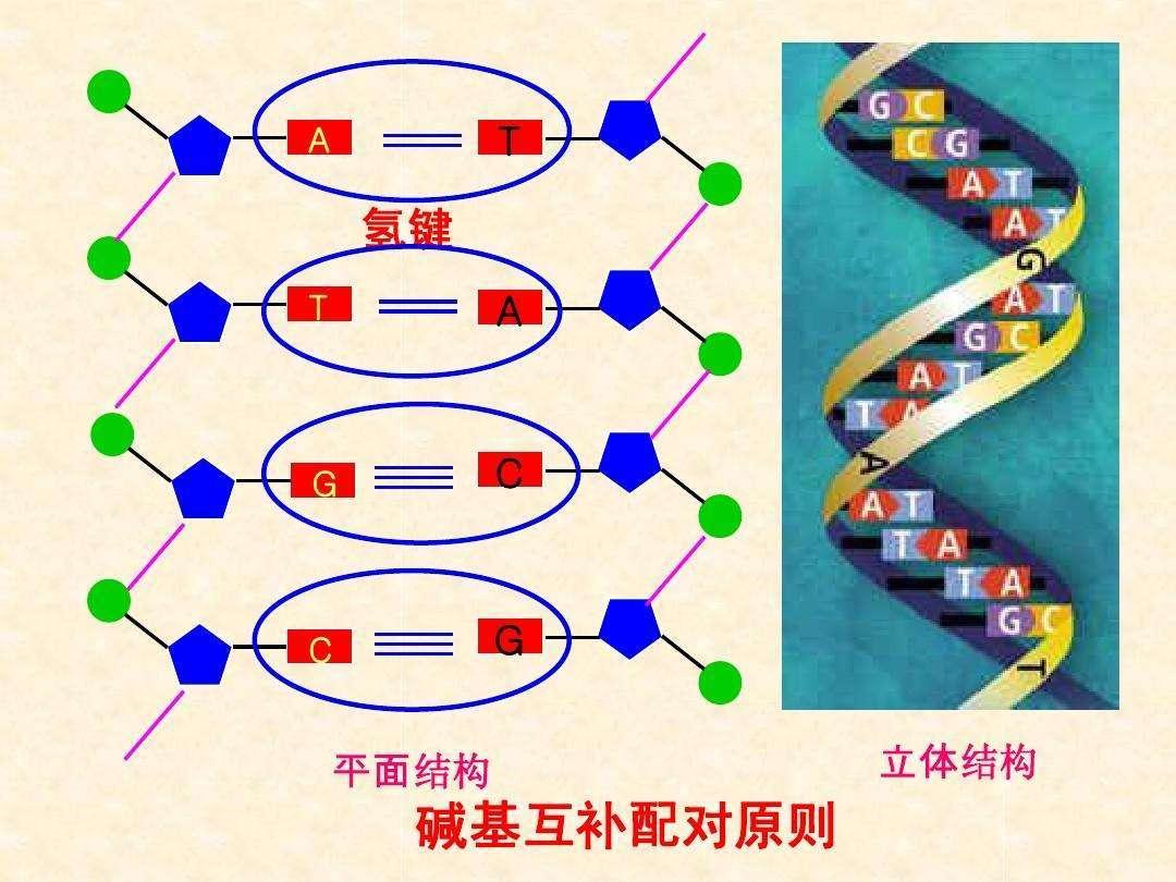 为什么人类没有翅膀(为什么人类没有翅膀和尾巴)