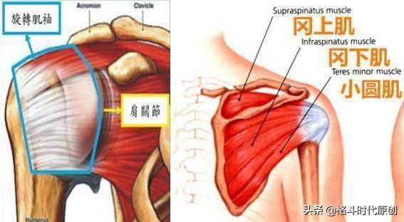 为什么拳击肌肉不那么明显(肌肉松解为什么那么疼)