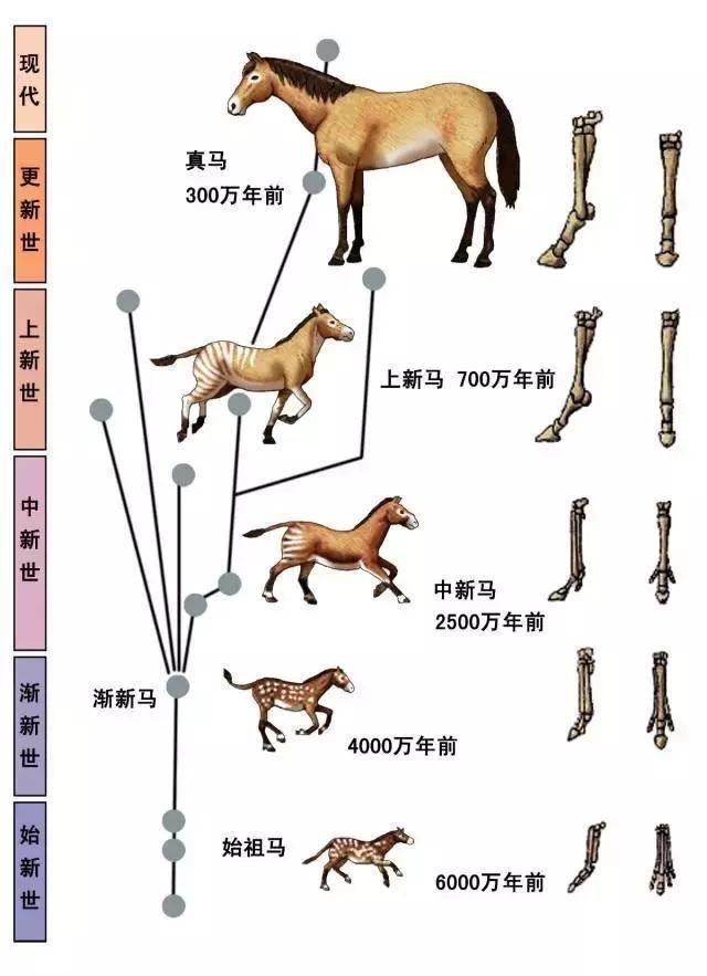 马是站着睡还是躺着睡(马是站着睡还是躺着睡)