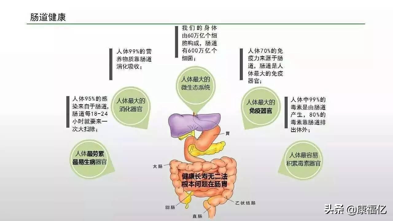 菊粉是什么功效与作用（益生菌菊粉是什么功效与作用）