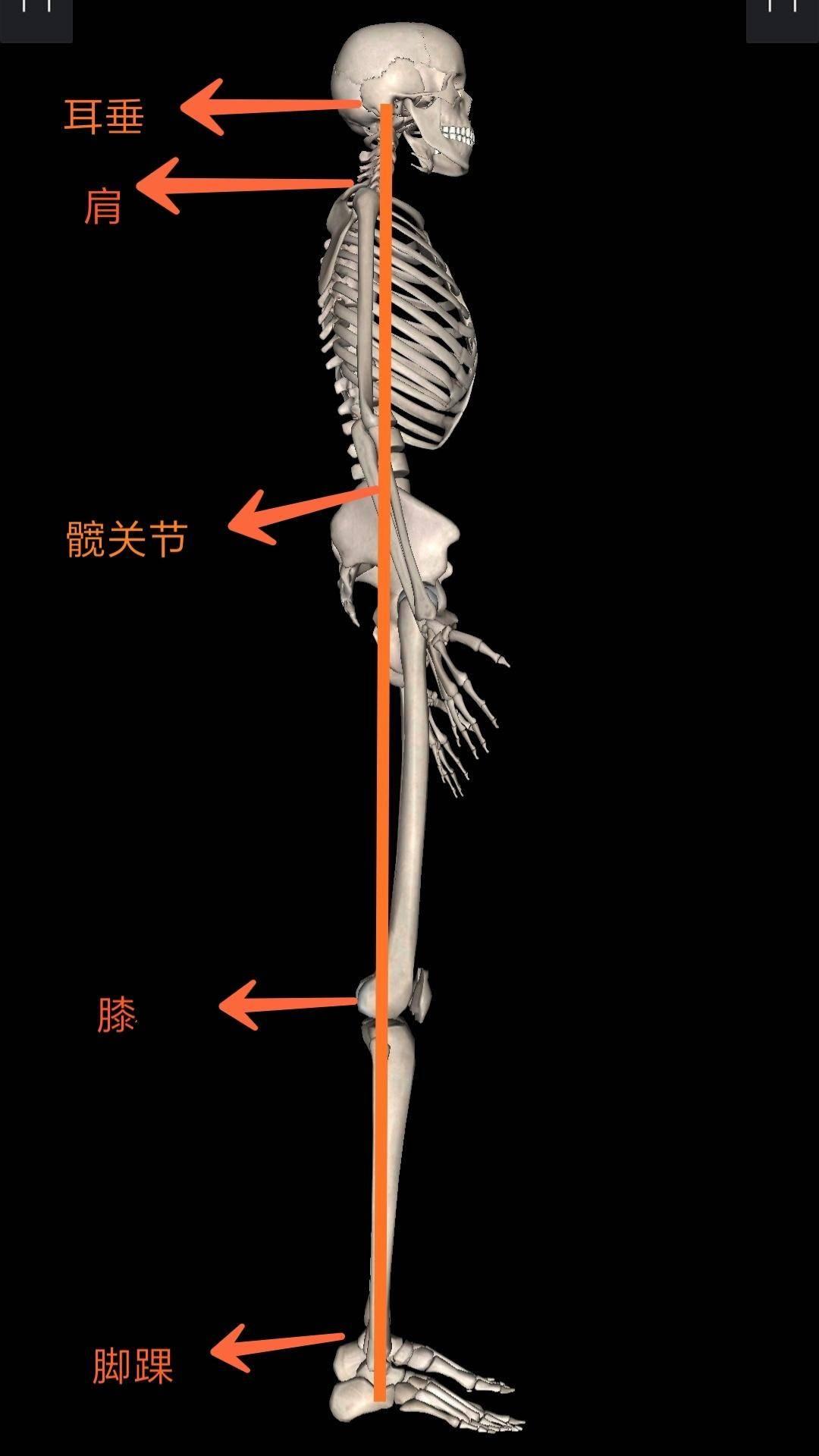 为什么小腿越揉越细(为什么小腿越练越细)