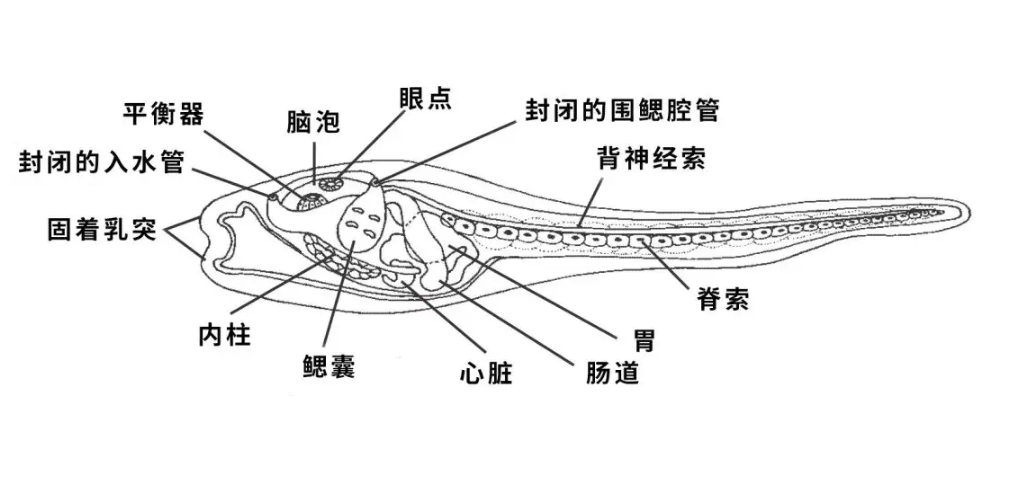 为什么会逆生长(植物为什么会生长)