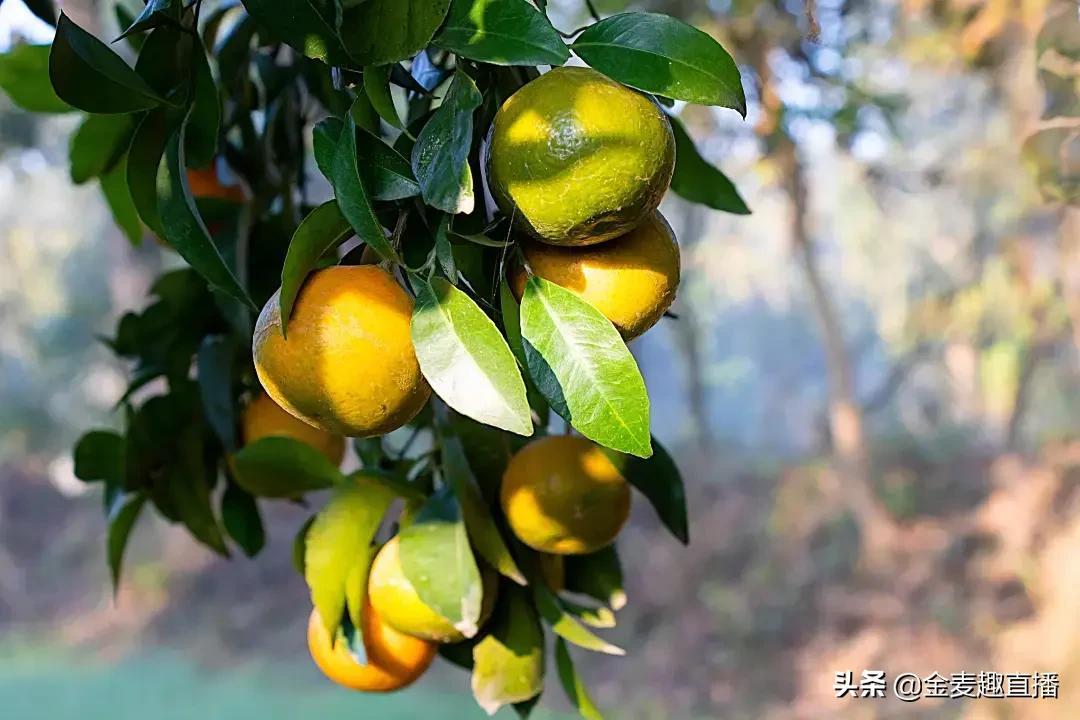 浙江台州乡下真穷吗（台州的农村是不是很穷）