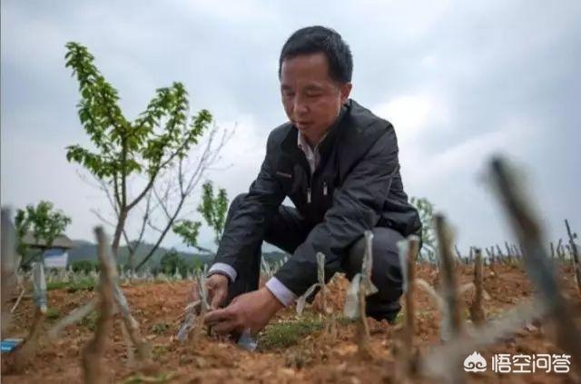 中国杨梅哪里的最有名（什么品种杨梅最好吃）